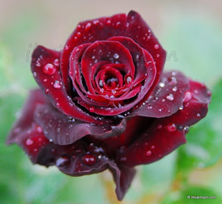 Gambar Bunga Mawar Merah Tercantik Informasi Seputar Tanaman Hias